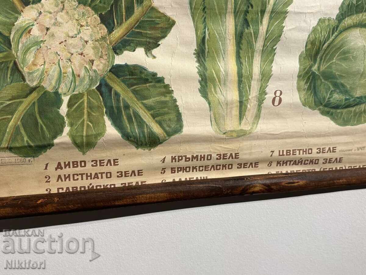 Social Educational Poster Board Divergence of Cabbage 1949 - 6 Social Educational Poster Board Divergence of Cabbage 1949 - 6