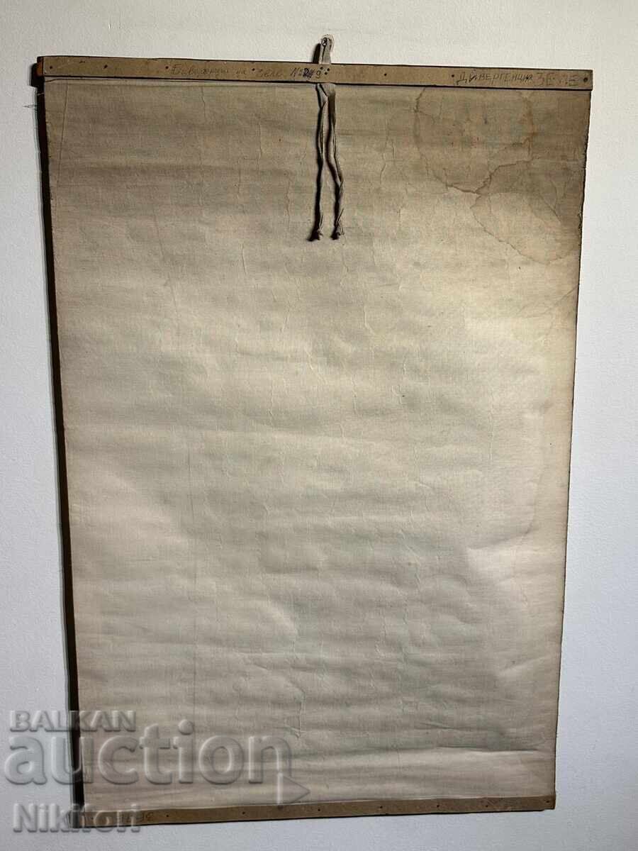 Social Educational Poster Board Divergence of Cabbage 1949 - 7 Social Educational Poster Board Divergence of Cabbage 1949 - 7