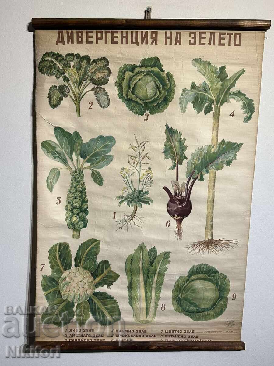 Social Educational Poster Board Divergence of Cabbage 1949 Social Educational Poster Board Divergence of Cabbage 1949