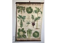 Social Educational Poster Board Divergence of Cabbage 1949