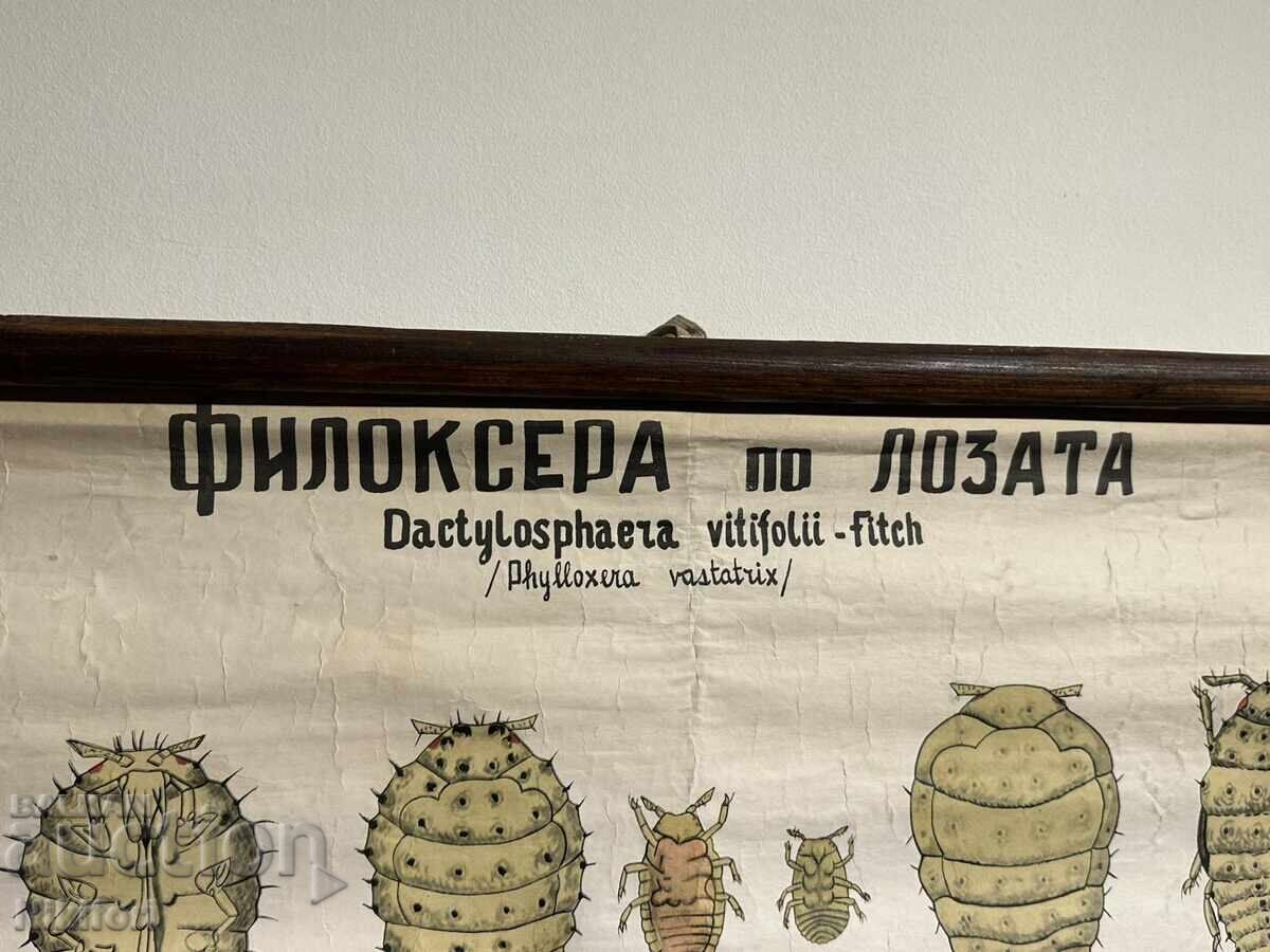 Соц Учебен Плакат Табло Фликосера по Лозата 1962г с цена 75.00 лв. | € 38.35 Соц Учебен Плакат Табло Фликосера по Лозата 1962г с цена 75.00 лв. | € 38.35