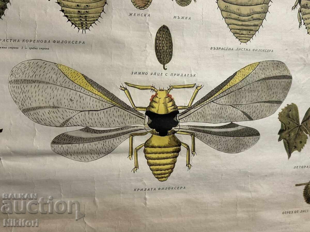 Licitație Planșă didactică socială Flicoseră pe viță de vie 1962 Licitație Planșă didactică socială Flicoseră pe viță de vie 1962