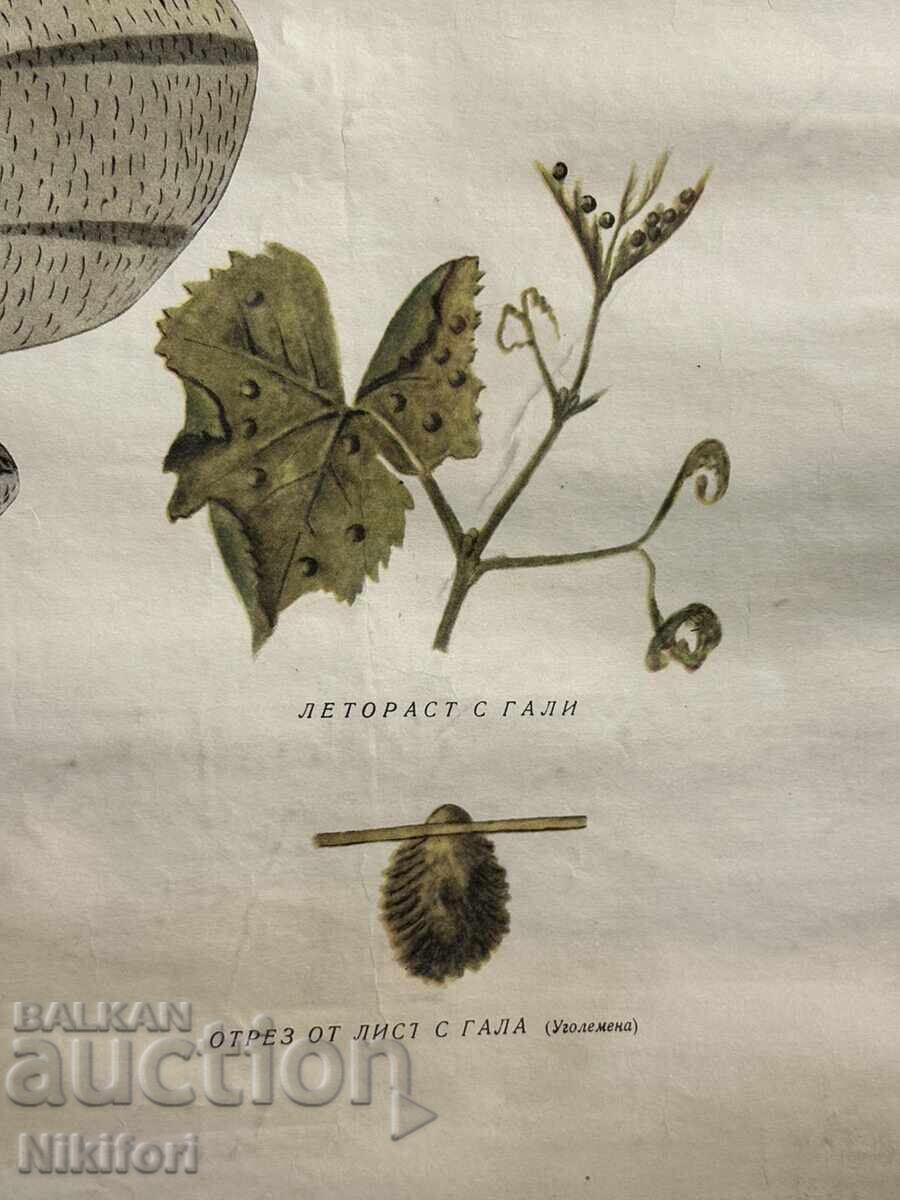 Доставка на Соц Учебен Плакат Табло Фликосера по Лозата 1962г Доставка на Соц Учебен Плакат Табло Фликосера по Лозата 1962г