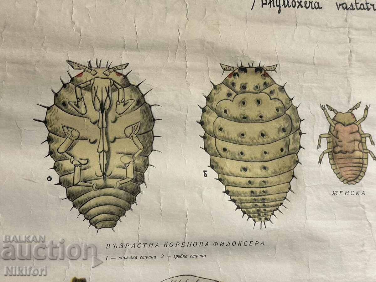 Соц Учебен Плакат Табло Фликосера по Лозата 1962г - 5 Соц Учебен Плакат Табло Фликосера по Лозата 1962г - 5