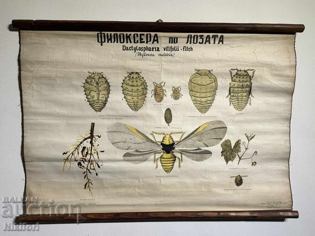 Planșă didactică socială Flicoseră pe viță de vie 1962 Planșă didactică socială Flicoseră pe viță de vie 1962