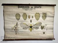 Соц Учебен Плакат Табло Фликосера по Лозата 1962г