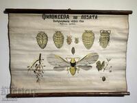 Соц Учебен Плакат Табло Фликосера по Лозата 1962г