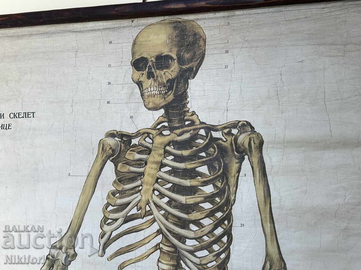 Social Educational Poster Board Medical Anatomical 1959 with price 90.00 BGN | € 46.02 Social Educational Poster Board Medical Anatomical 1959 with price 90.00 BGN | € 46.02