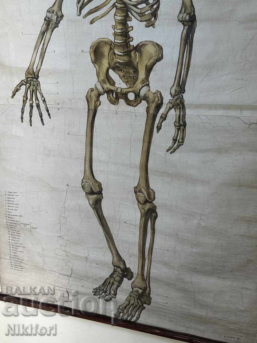 Auction Social Educational Poster Board Medical Anatomical 1959 Auction Social Educational Poster Board Medical Anatomical 1959