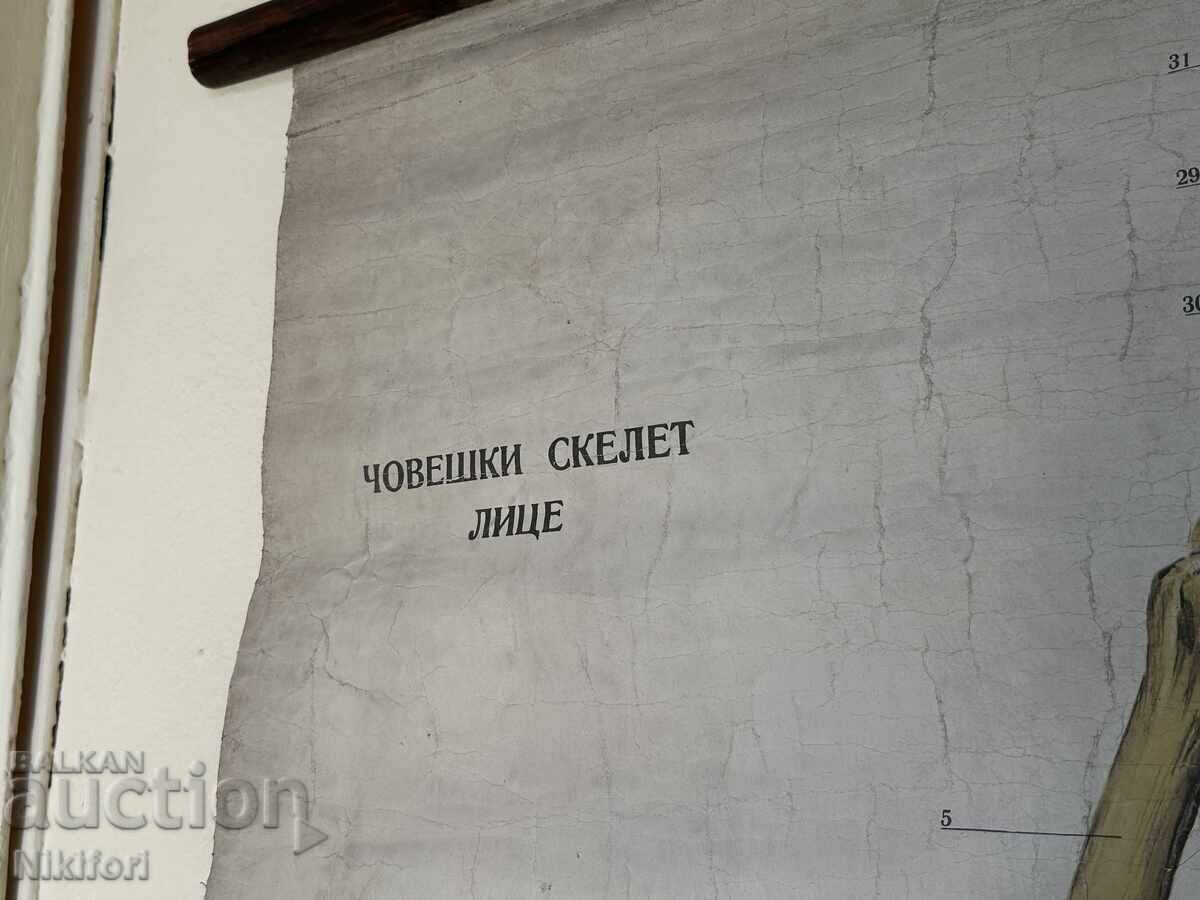 Delivery of Social Educational Poster Board Medical Anatomical 1959 Delivery of Social Educational Poster Board Medical Anatomical 1959