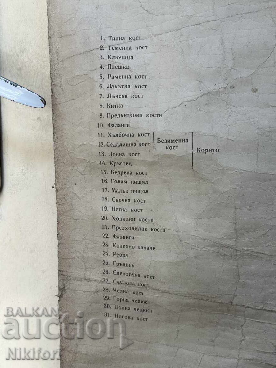 Social Educational Poster Board Medical Anatomical 1959 - 5 Social Educational Poster Board Medical Anatomical 1959 - 5