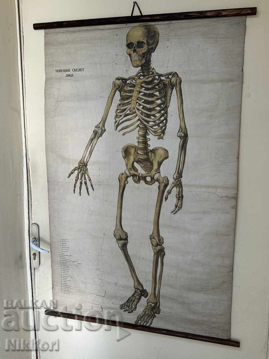 Social Educational Poster Board Medical Anatomical 1959 Social Educational Poster Board Medical Anatomical 1959