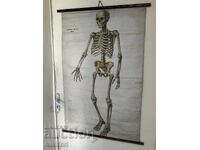 Social Educational Poster Board Medical Anatomical 1959