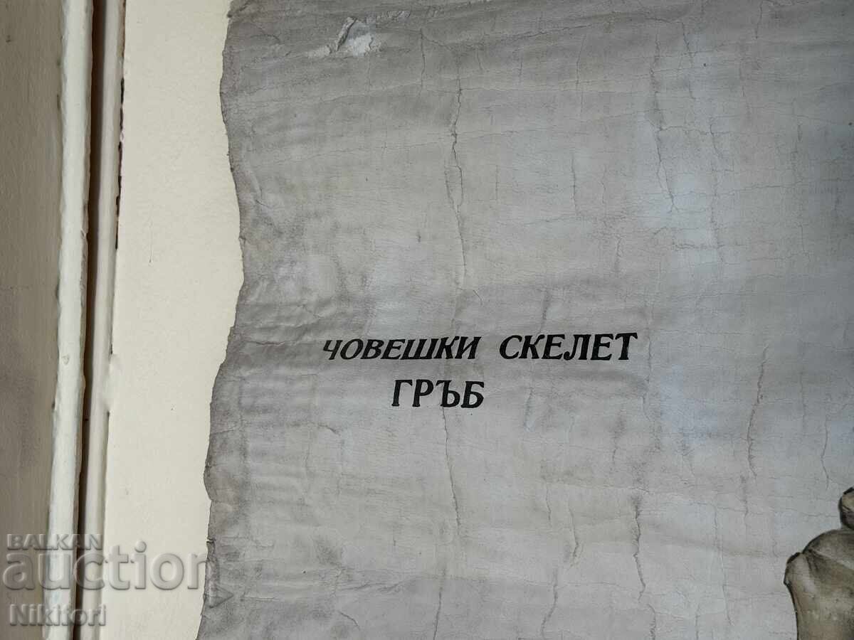 Sotsialen Ucheben Plakat Πίνακας Ιατρικής Ανατομίας 1959 με τιμή 90.00 BGN | € 46.02 Sotsialen Ucheben Plakat Πίνακας Ιατρικής Ανατομίας 1959 με τιμή 90.00 BGN | € 46.02