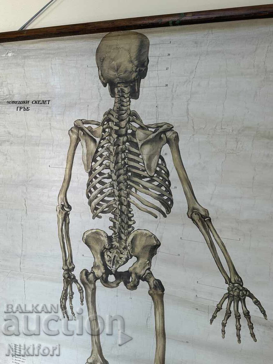 Δημοπρασία Sotsialen Ucheben Plakat Πίνακας Ιατρικής Ανατομίας 1959 Δημοπρασία Sotsialen Ucheben Plakat Πίνακας Ιατρικής Ανατομίας 1959