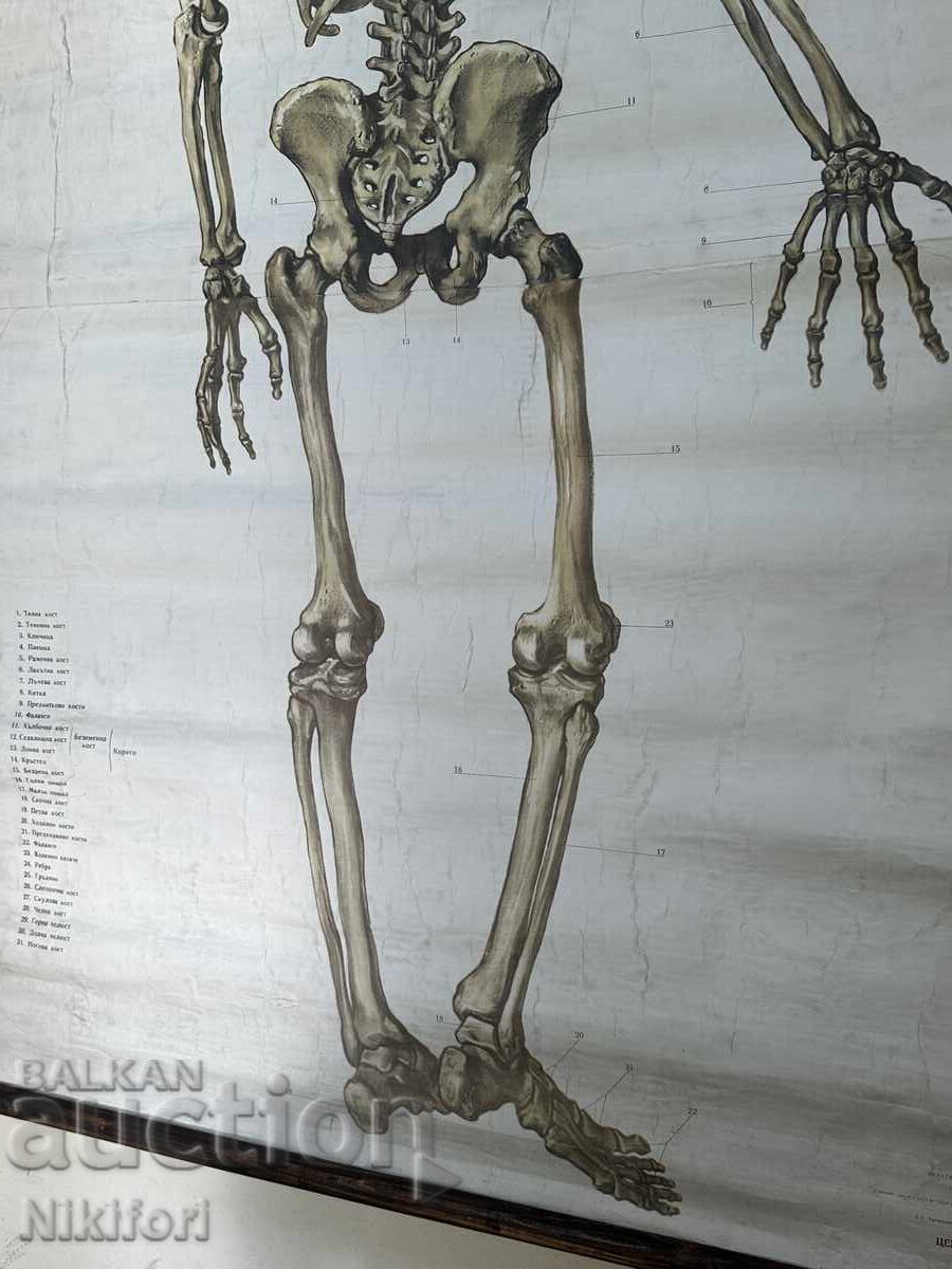 Παράδοση Sotsialen Ucheben Plakat Πίνακας Ιατρικής Ανατομίας 1959 Παράδοση Sotsialen Ucheben Plakat Πίνακας Ιατρικής Ανατομίας 1959