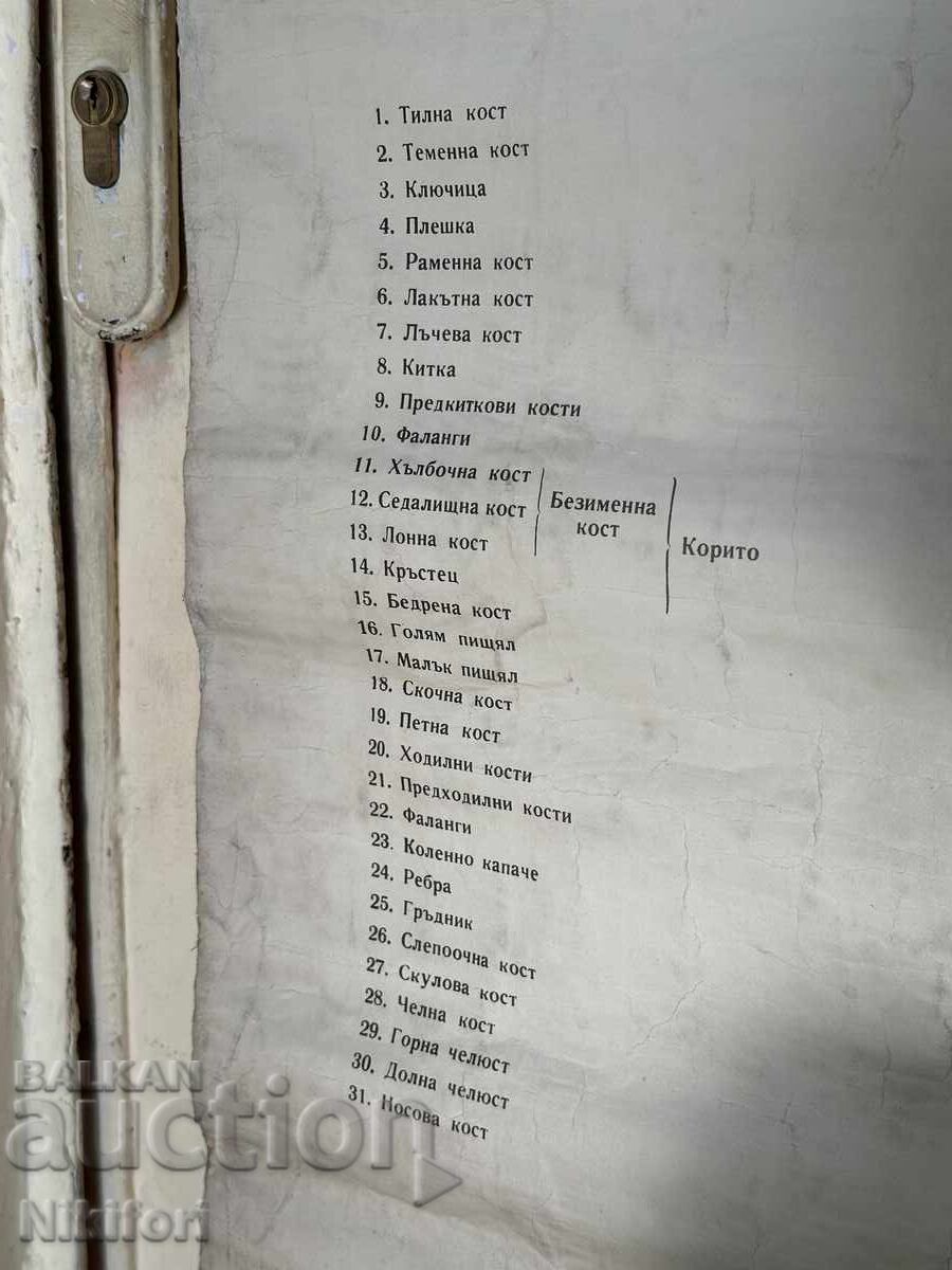 Sotsialen Ucheben Plakat Πίνακας Ιατρικής Ανατομίας 1959 - 5 Sotsialen Ucheben Plakat Πίνακας Ιατρικής Ανατομίας 1959 - 5