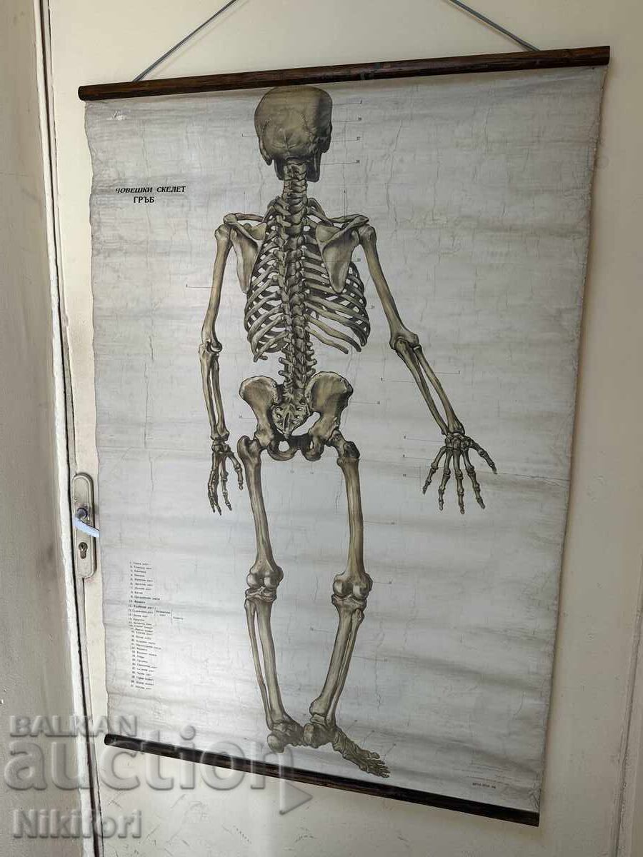 Sotsialen Ucheben Plakat Πίνακας Ιατρικής Ανατομίας 1959 Sotsialen Ucheben Plakat Πίνακας Ιατρικής Ανατομίας 1959