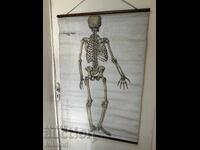 Social Educational Poster Board Medical Anatomical 1959