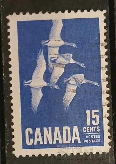Καναδάς Πανίδα/Πουλιά