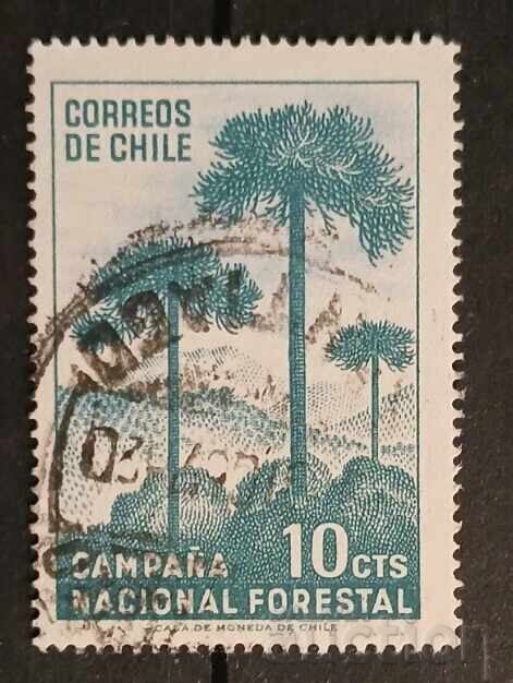 Χιλή Φλόρα Χιλή Φλόρα