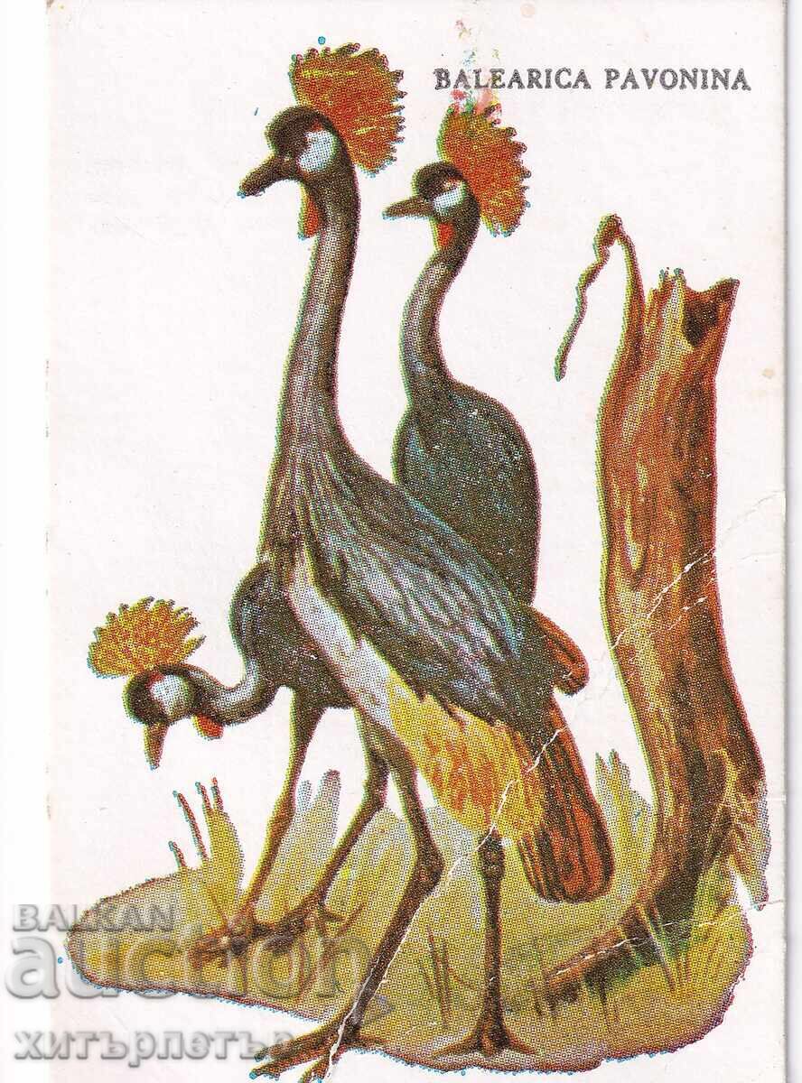 Talon de bomboane bomboane pasăre Iugoslavia Talon de bomboane bomboane pasăre Iugoslavia