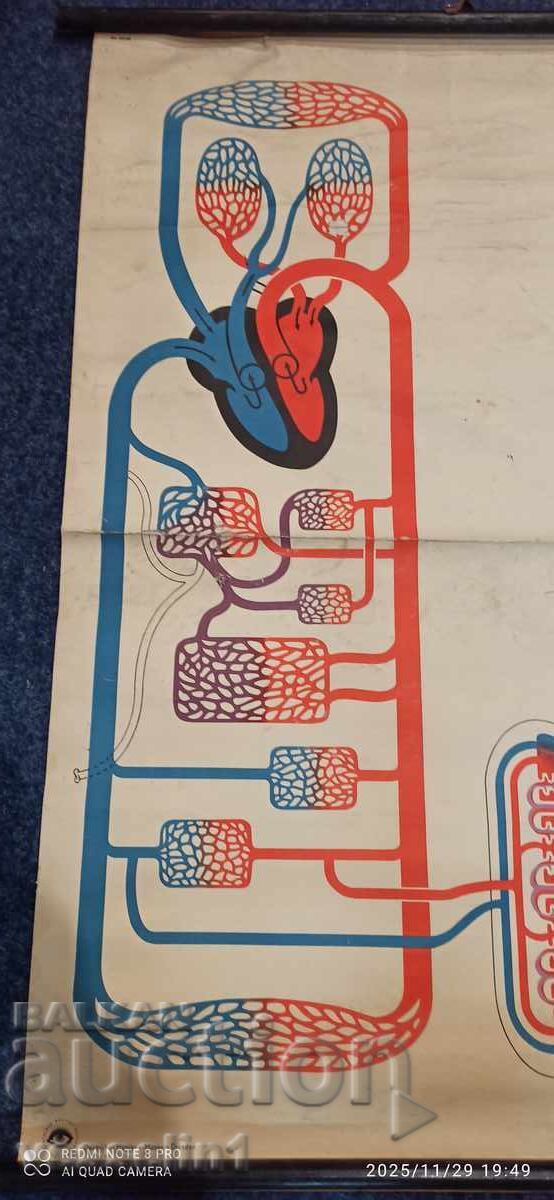 Panou didactic vechi de la Deutsches Hygiene-Museum circulație sanguină cu preț € 24.54 | 48.00 BGN