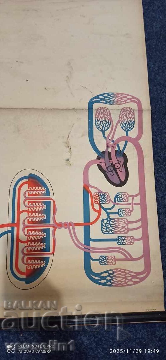 Licitație Panou didactic vechi de la Deutsches Hygiene-Museum circulație sanguină