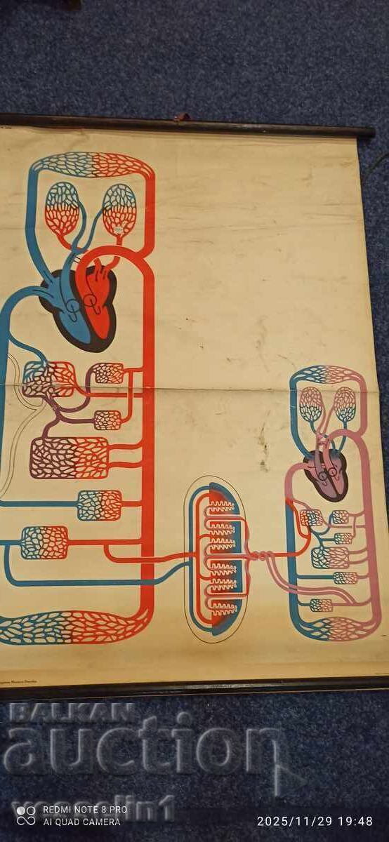Panou didactic vechi de la Deutsches Hygiene-Museum circulație sanguină Panou didactic vechi de la Deutsches Hygiene-Museum circulație sanguină