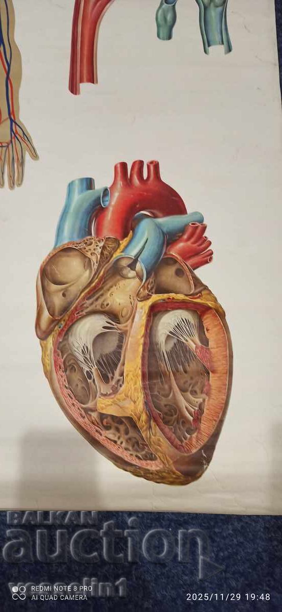 Old educational chart from the Deutsches Hygiene Museum: Blood Circulation with price 72.00 BGN | € 36.81
