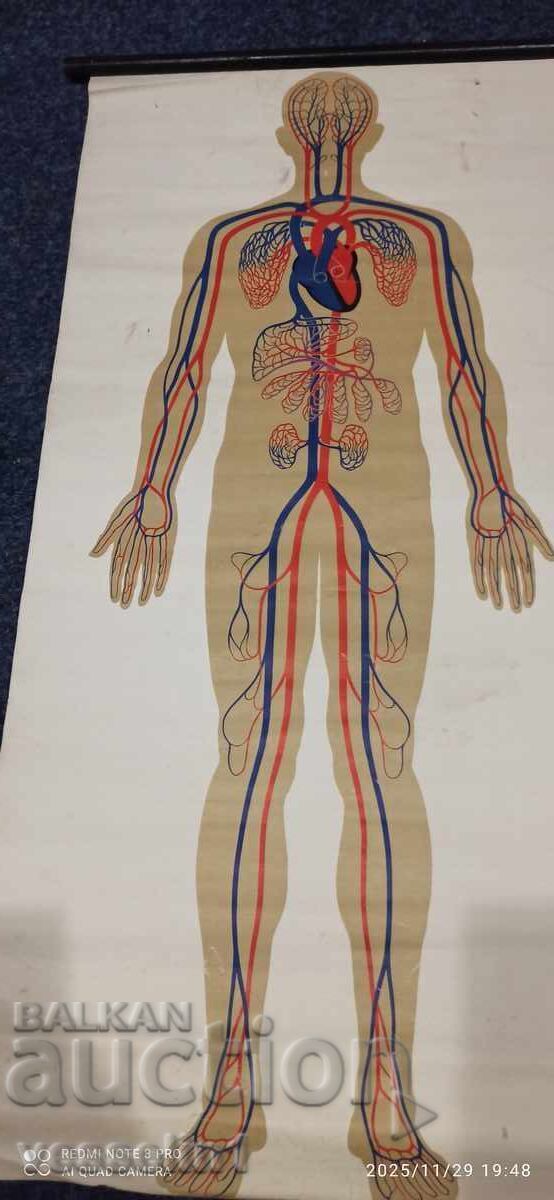 Licitație Panou didactic vechi de la Deutsches Hygiene-Museum circulație sanguină