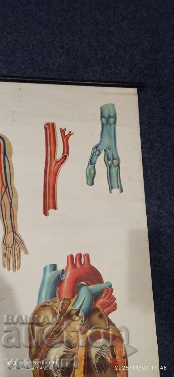 Panou didactic vechi de la Deutsches Hygiene-Museum circulație sanguină - 5