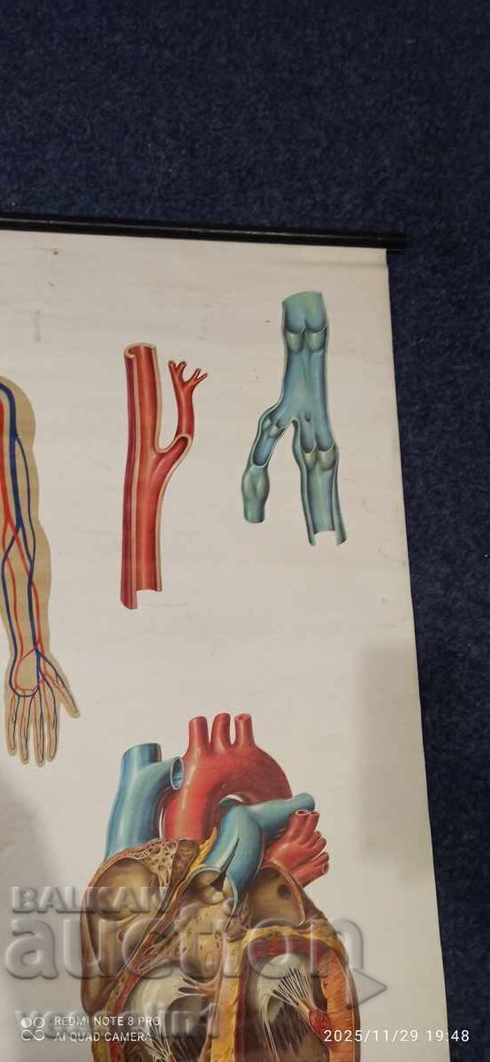 Panou didactic vechi de la Deutsches Hygiene-Museum circulație sanguină - 5