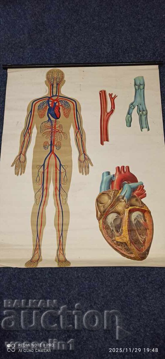 Panou didactic vechi de la Deutsches Hygiene-Museum circulație sanguină