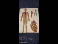 Panou didactic vechi de la Deutsches Hygiene-Museum circulație sanguină