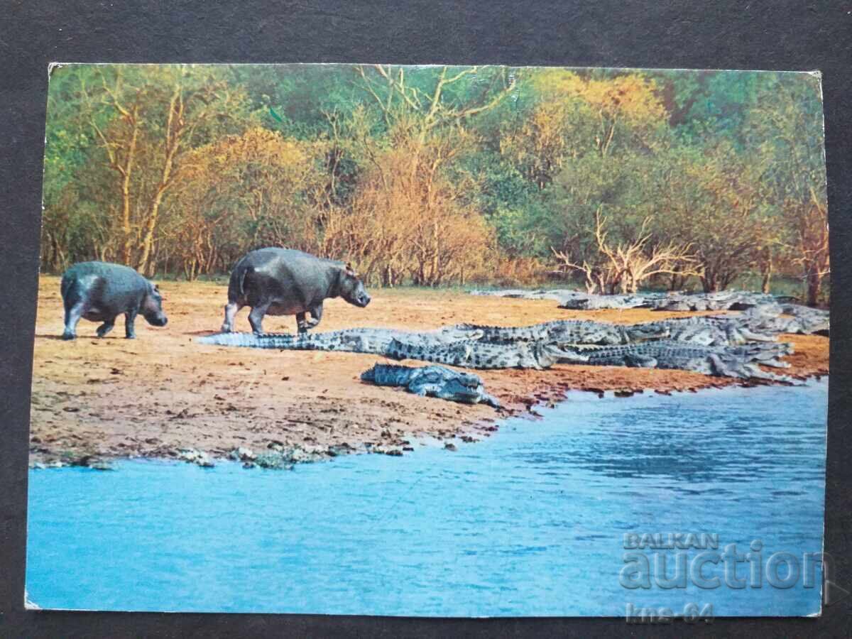 Αφρική Αφρική