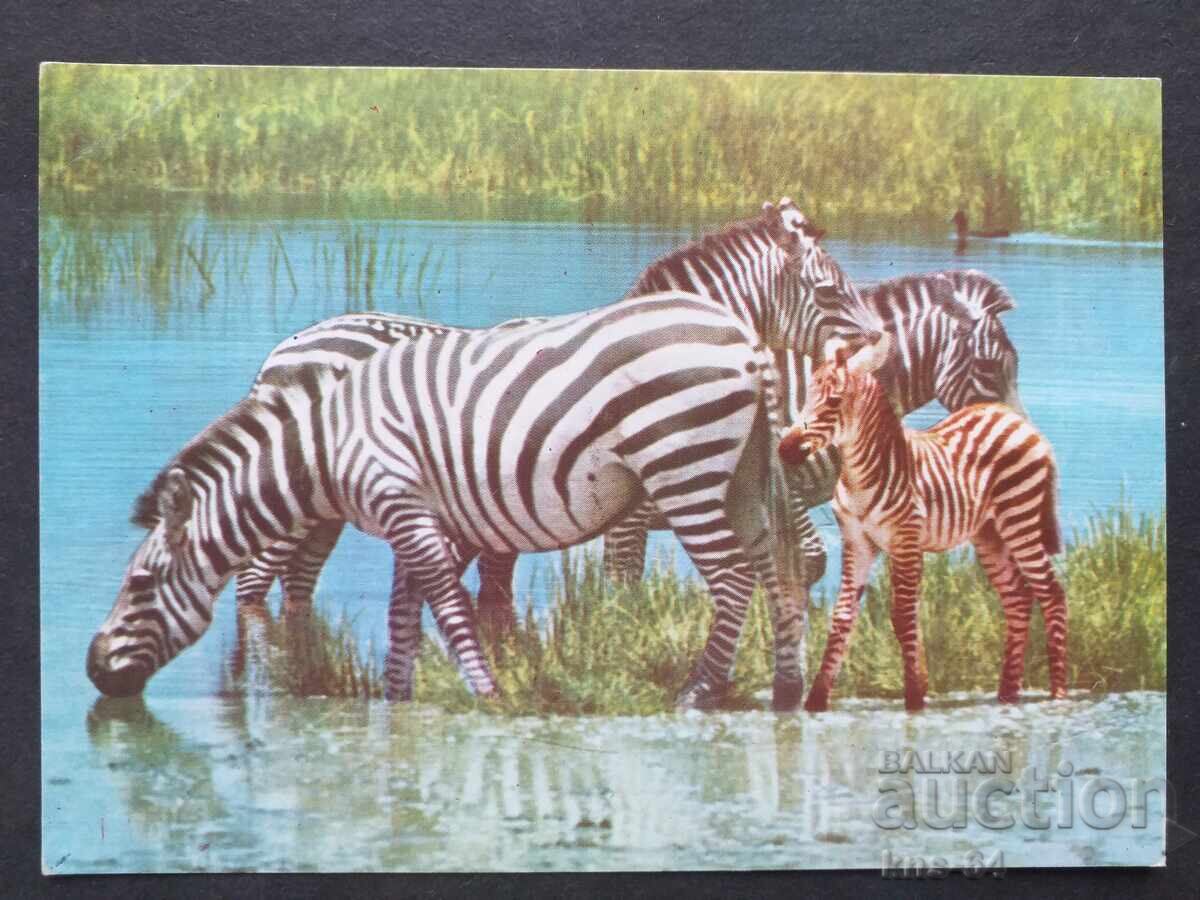 Αφρική Αφρική