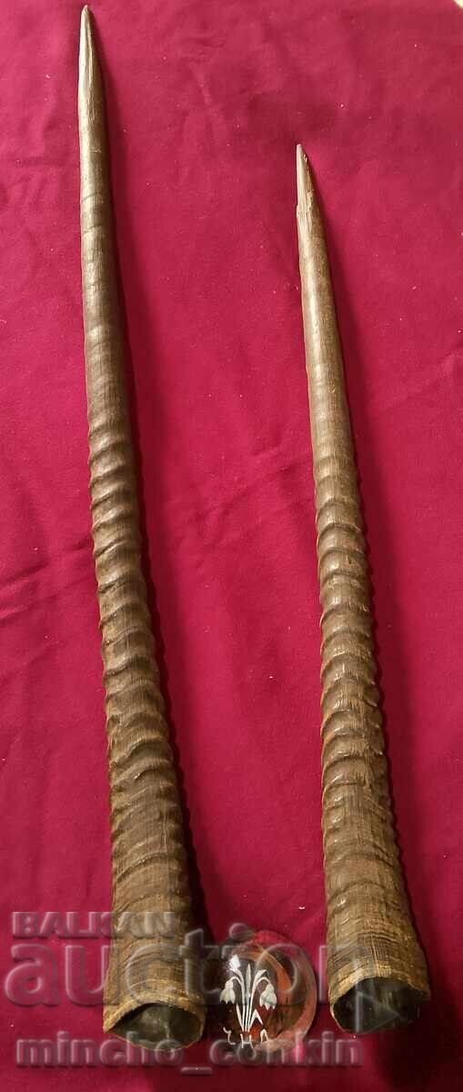 Oryx antelope horns with price 450.00 BGN | € 230.08