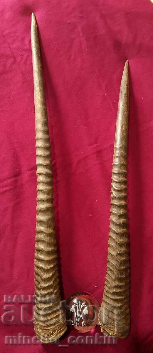 Auction  Oryx antelope horns