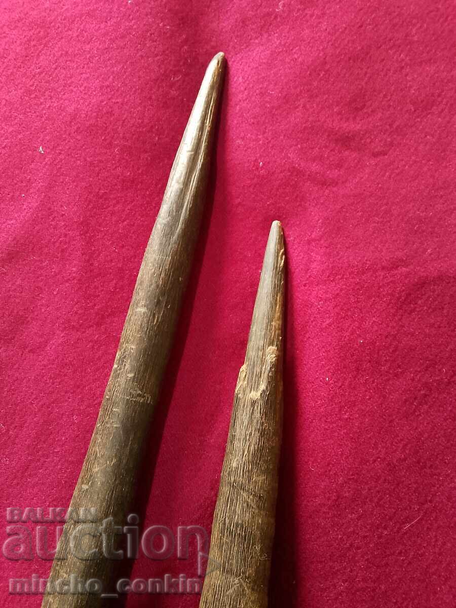 Delivery of Oryx antelope horns