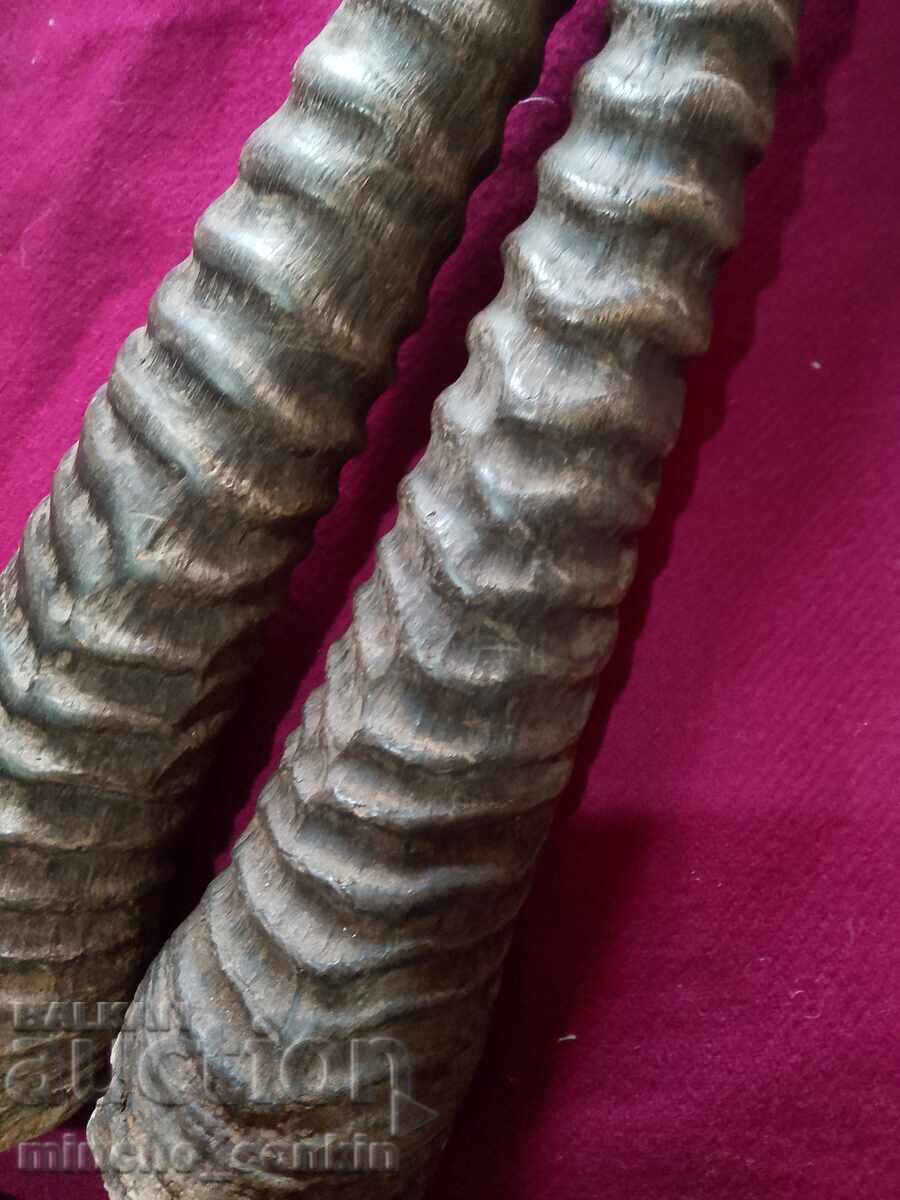 Oryx antelope horns - 5