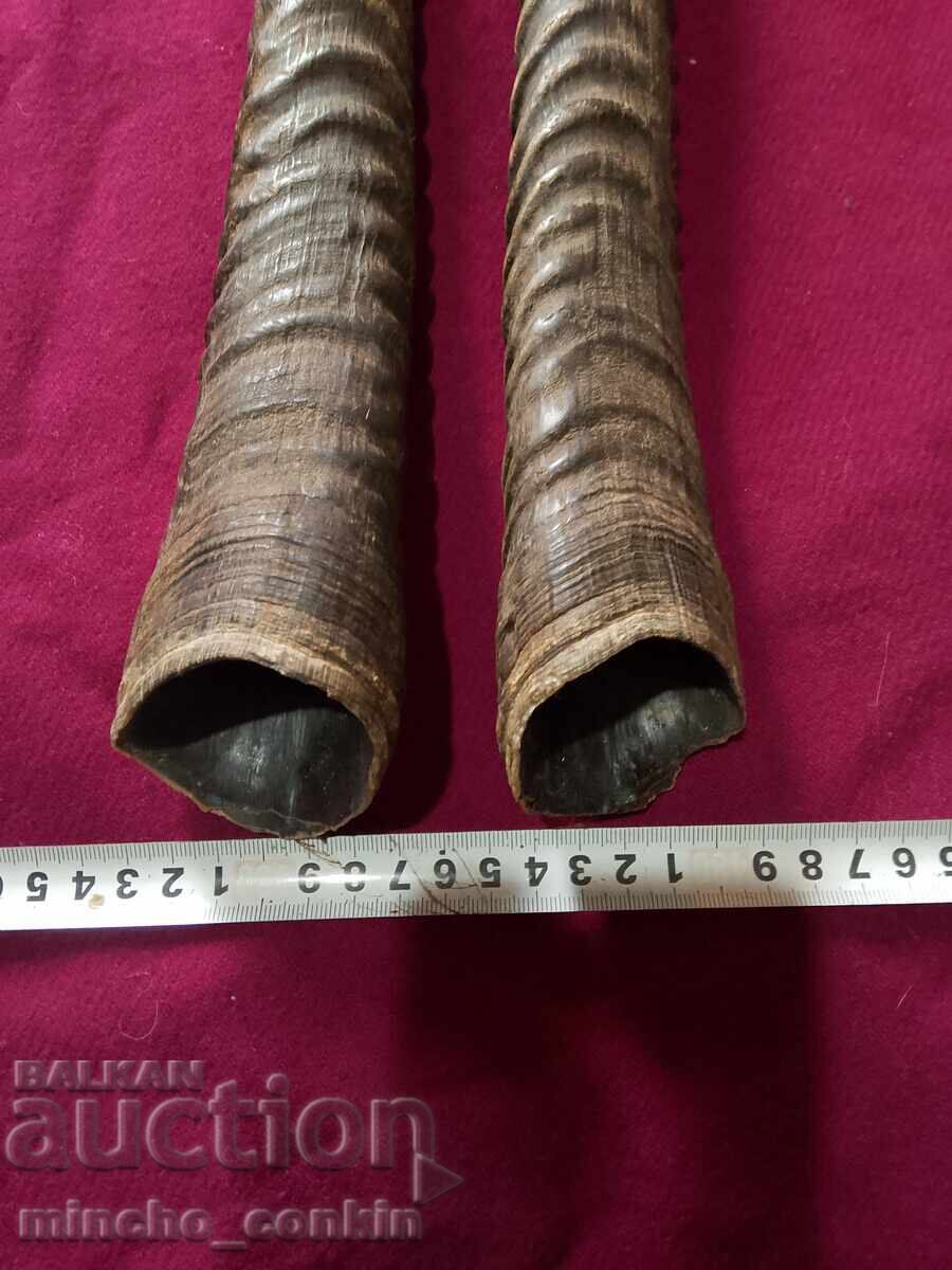 Oryx antelope horns - 6