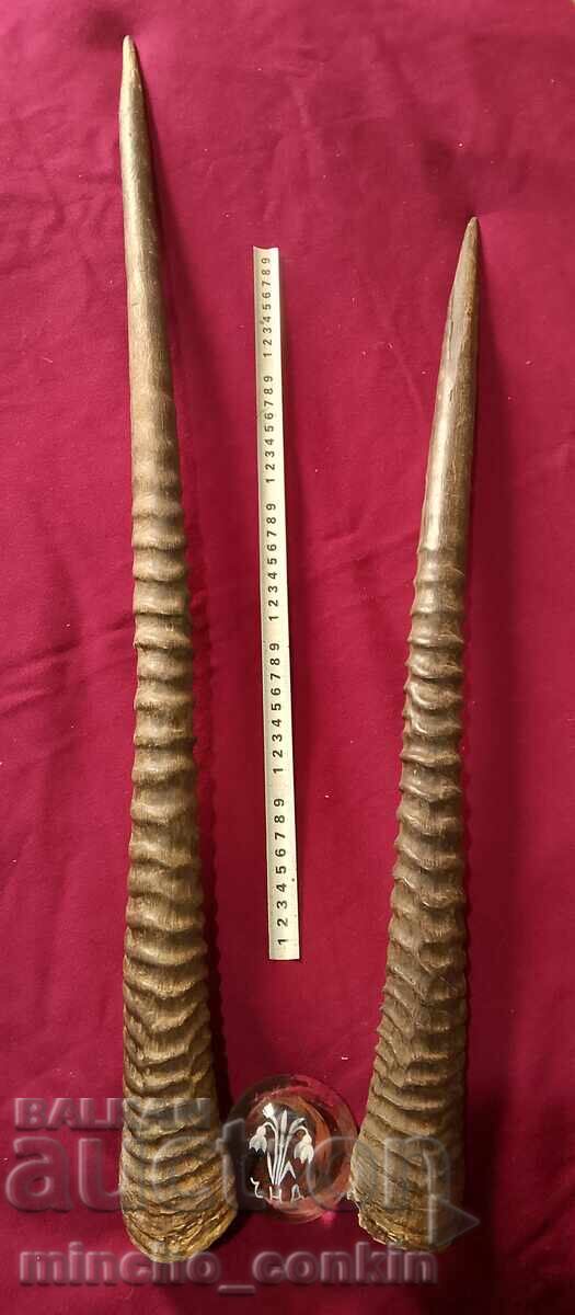 Oryx antelope horns