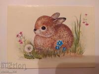 USSR - Little Bunny! - clean postcard. Artist T. Zhebeleva