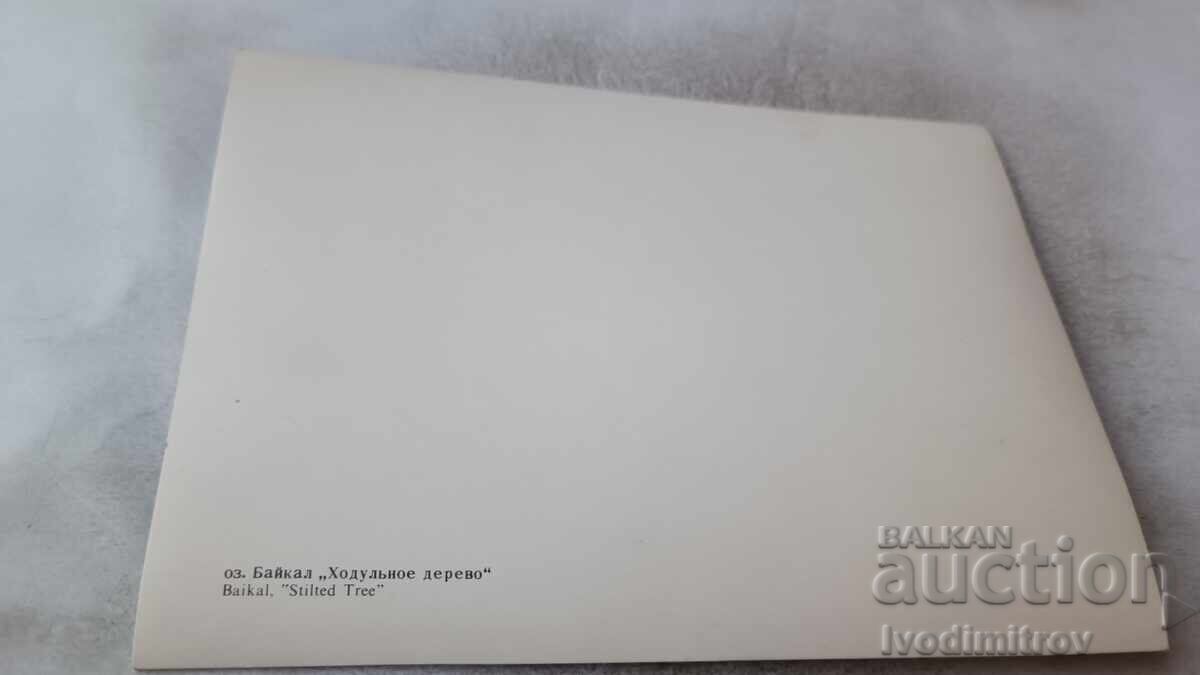 Stereocard Lake Baikal Stilt Tree with price 2.45 BGN | € 1.25 Stereocard Lake Baikal Stilt Tree with price 2.45 BGN | € 1.25