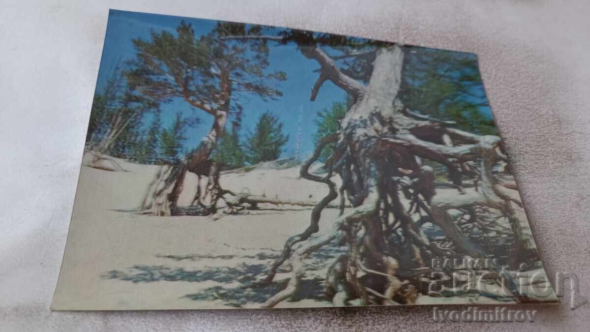 Stereocard Lake Baikal Stilt Tree Stereocard Lake Baikal Stilt Tree