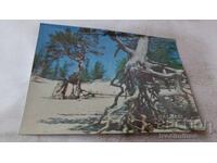 Stereocard Lake Baikal Stilt Tree