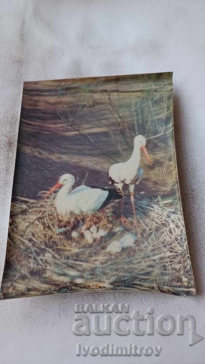 Στερεοκάρτα Πελαργοί Στερεοκάρτα Πελαργοί