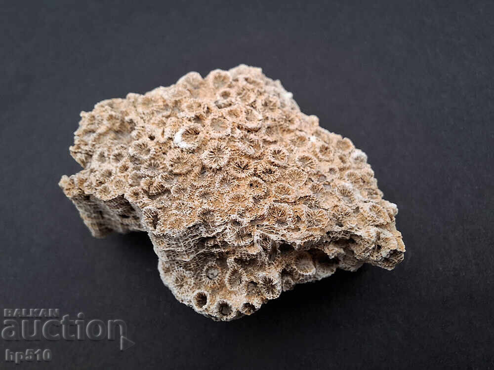 Фосил, вкаменелост. Колониален Корал Heliastrea defrancei с цена 12.00 лв. | € 6.14 Фосил, вкаменелост. Колониален Корал Heliastrea defrancei с цена 12.00 лв. | € 6.14