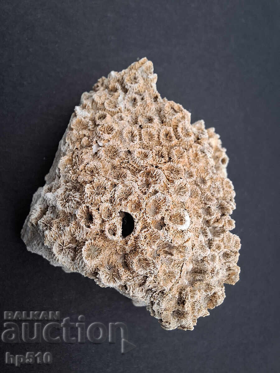 Аукцион Фосил, вкаменелост. Колониален Корал Heliastrea defrancei Аукцион Фосил, вкаменелост. Колониален Корал Heliastrea defrancei